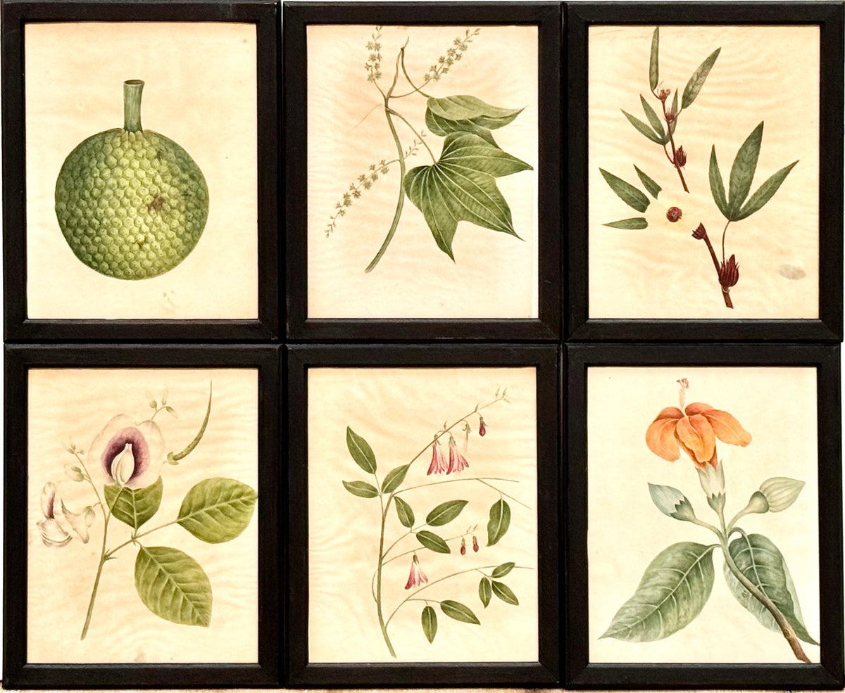 Eighteen Framed English Botanical Watercolor Illustrations