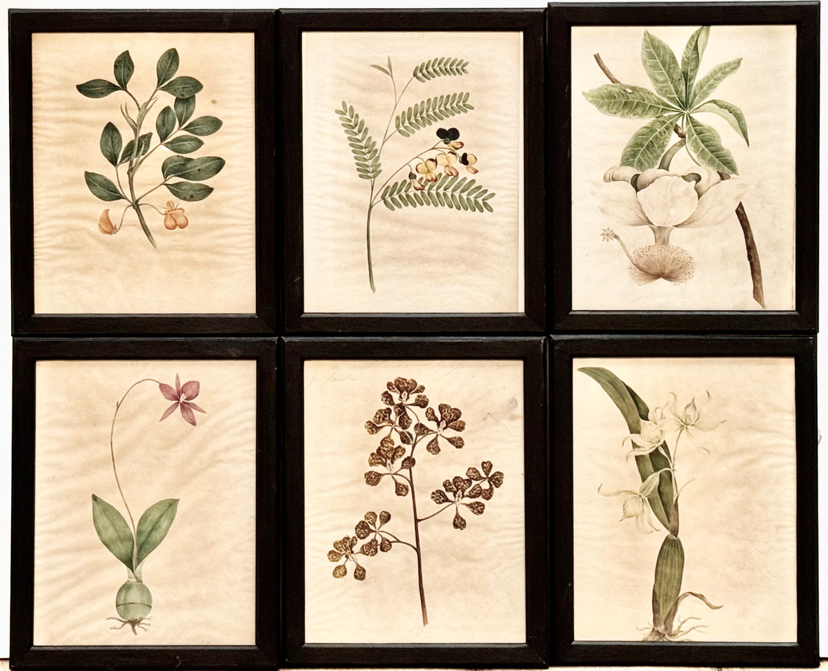 Eighteen Framed English Botanical Watercolor Illustrations