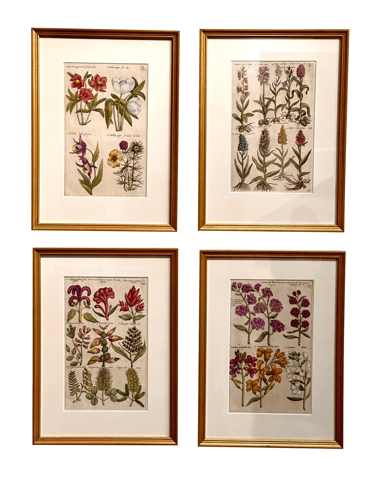 Botanical Engravings by Emanuel Sweert, 17th Century, Framed - Helen Storey Antiques