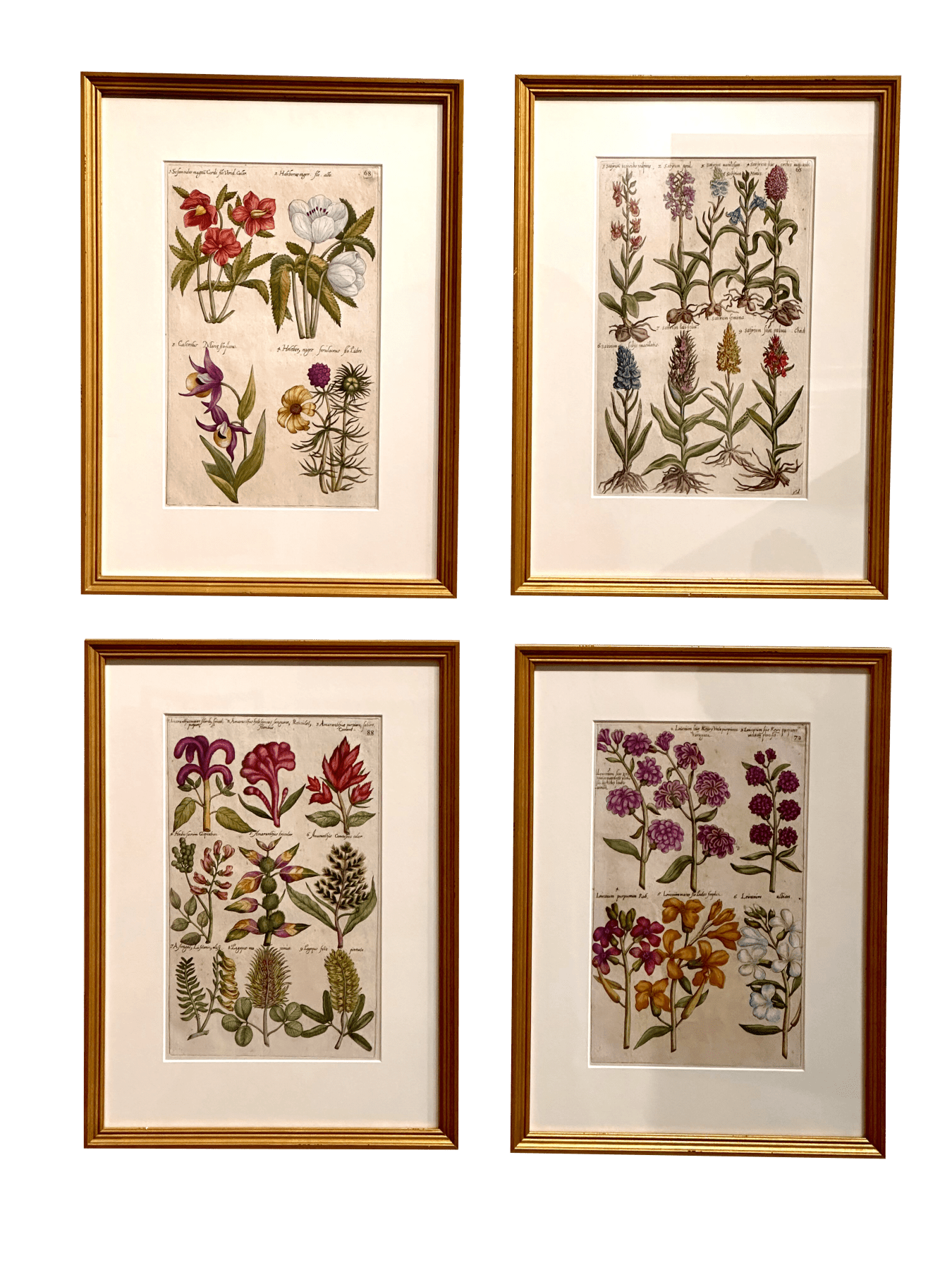 Botanical Engravings by Emanuel Sweert, 17th Century, Framed