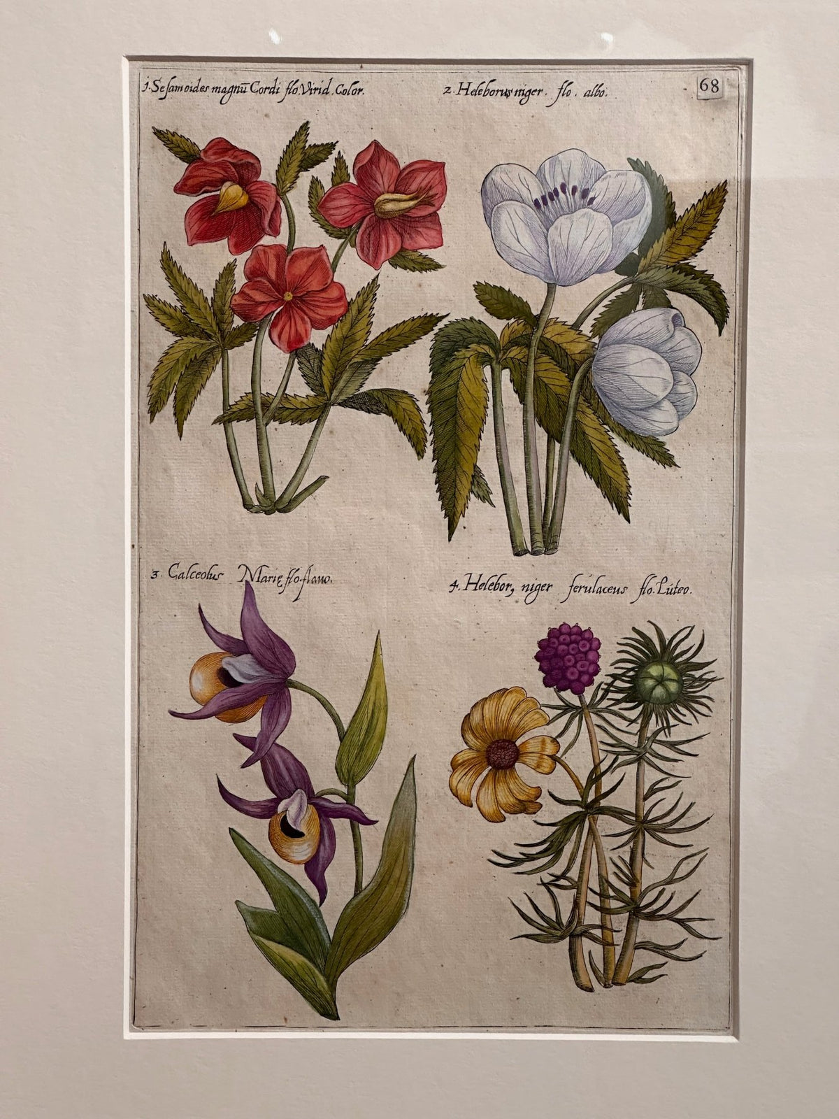 Botanical Engravings by Emanuel Sweert, 17th Century, Framed - Helen Storey Antiques