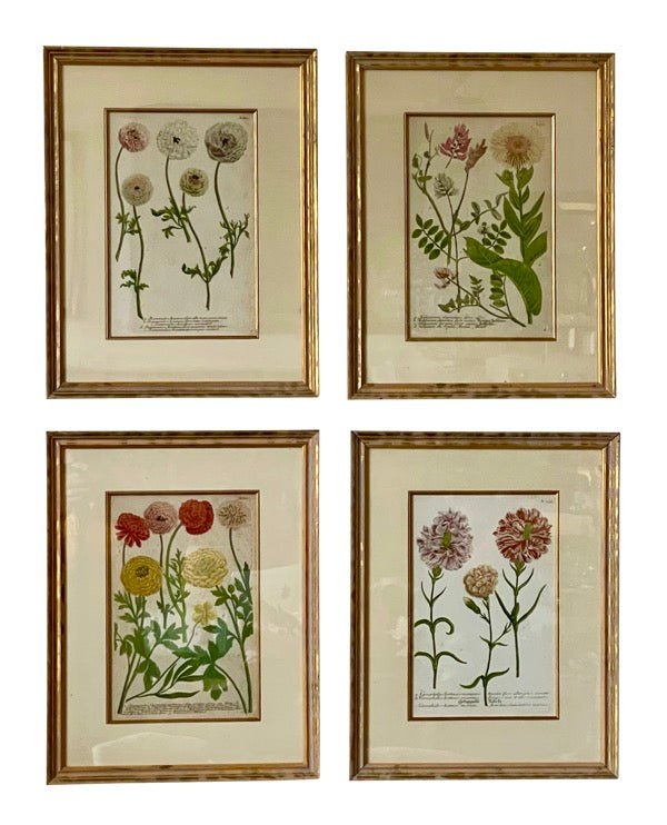 FOUR 18TH CENTURY HAND - COLORED BOTANICALS BY JOHAN WEINMANN - Helen Storey Antiques