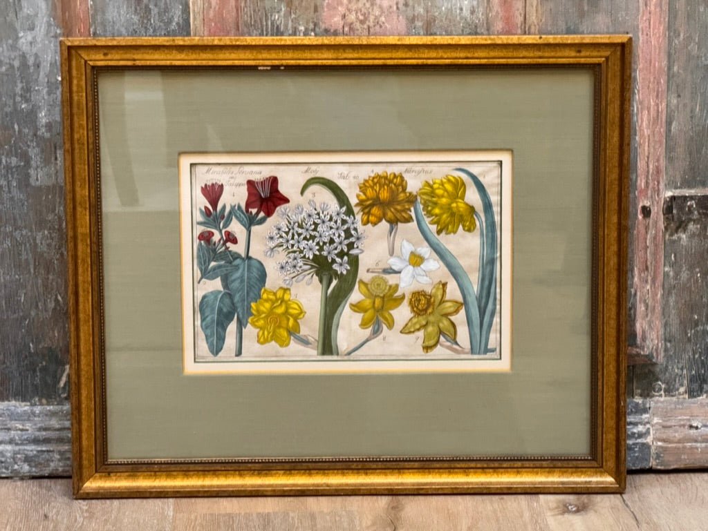 Four Framed Botanical Engravings, 18th Century - Helen Storey Antiques