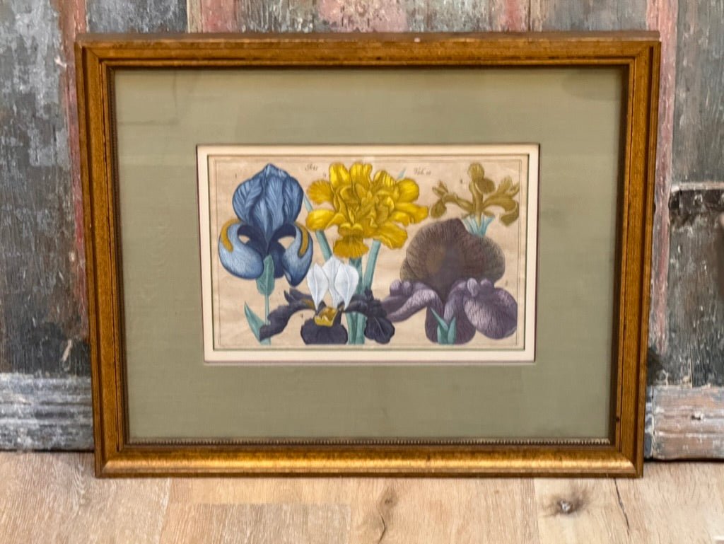 Four Framed Botanical Engravings, 18th Century - Helen Storey Antiques