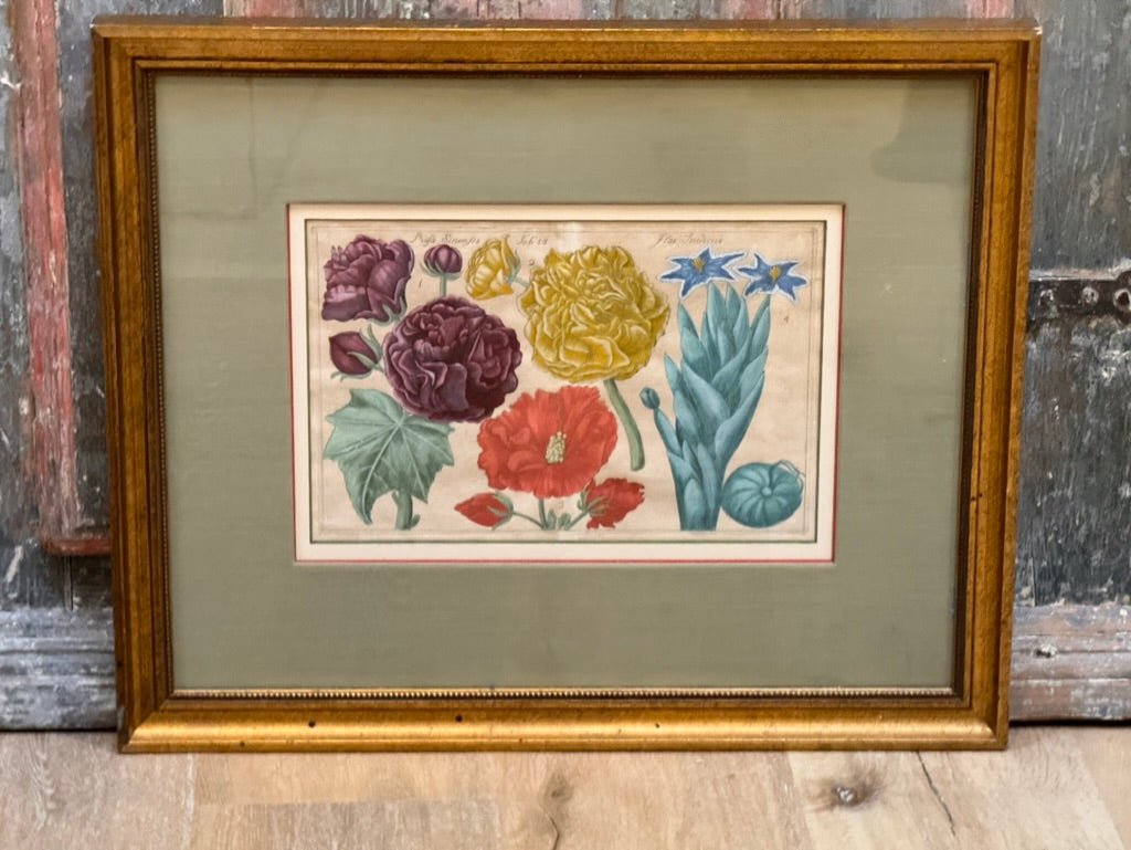 Four Framed Botanical Engravings, 18th Century - Helen Storey Antiques