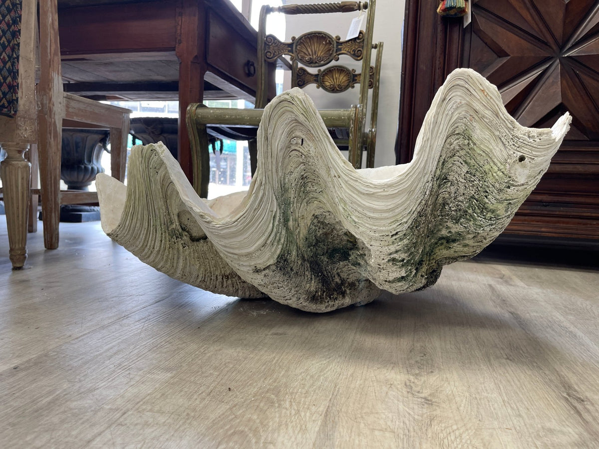 Giant Clam Shell, 33&quot; wide - Helen Storey Antiques