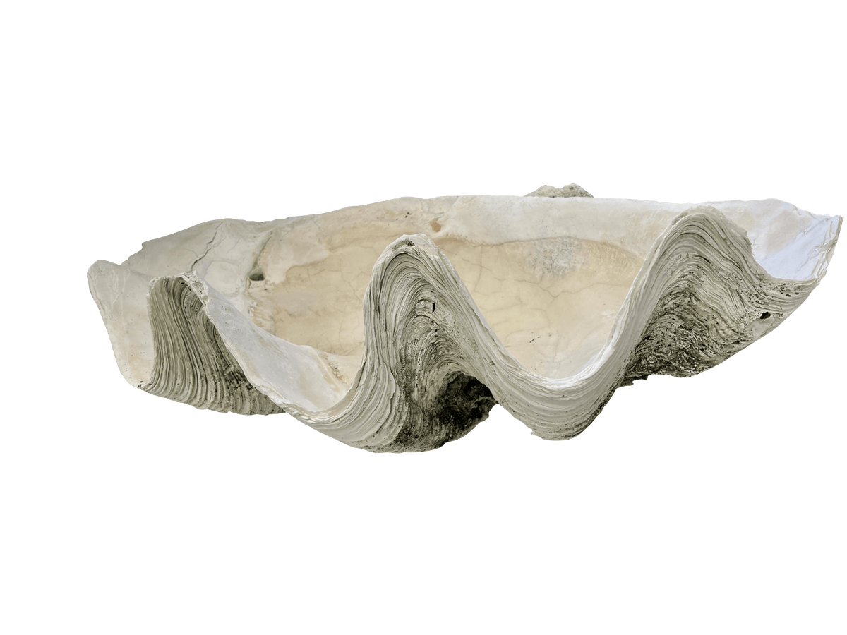 Giant Clam Shell, 33&quot; wide - Helen Storey Antiques