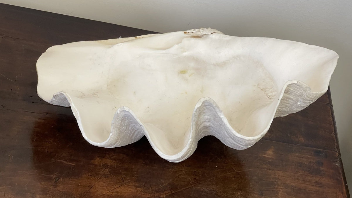 GIANT CLAM SHELLS - Helen Storey Antiques