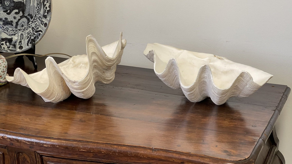 GIANT CLAM SHELLS - Helen Storey Antiques