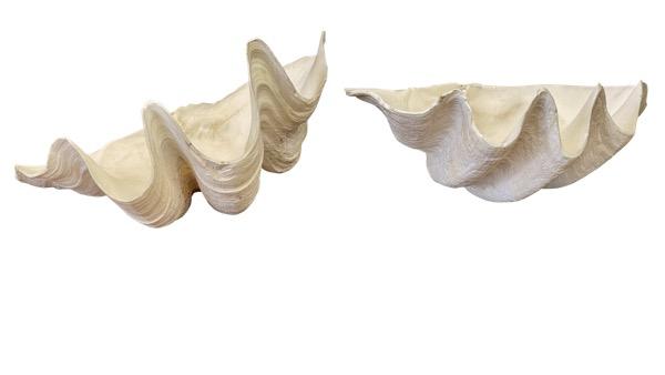 GIANT CLAM SHELLS - Helen Storey Antiques