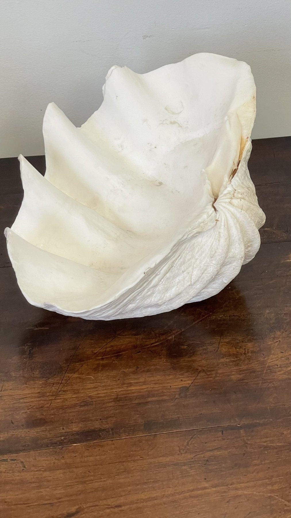 GIANT CLAM SHELLS - Helen Storey Antiques