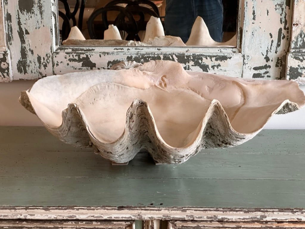 Large Antique &#39;Tridacna Gigas&#39; &#39;Giant Clam&#39; Shell, Pacific Ocean - Helen Storey Antiques