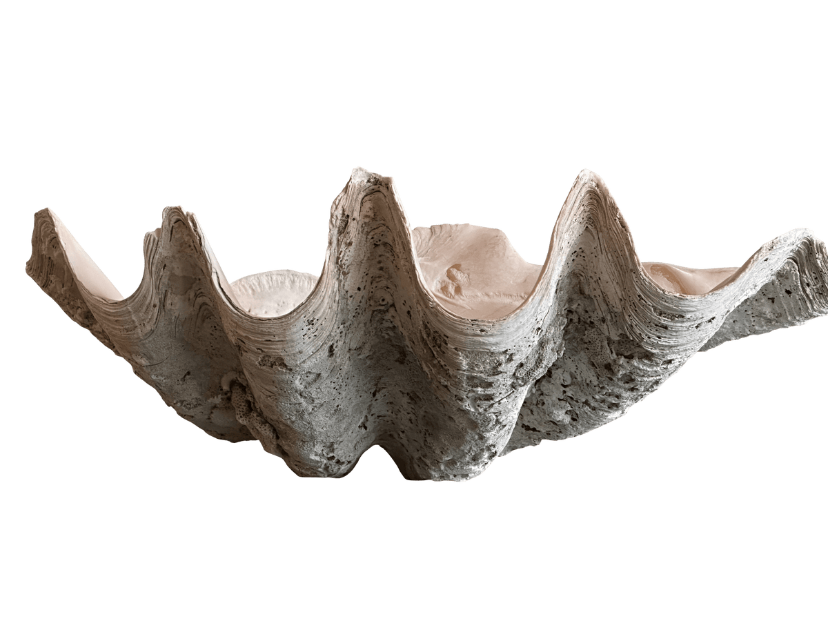 Large Antique &#39;Tridacna Gigas&#39; &#39;Giant Clam&#39; Shell, Pacific Ocean - Helen Storey Antiques