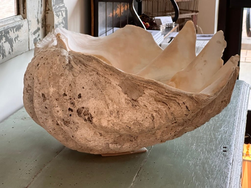 Large Antique &#39;Tridacna Gigas&#39; &#39;Giant Clam&#39; Shell, Pacific Ocean - Helen Storey Antiques