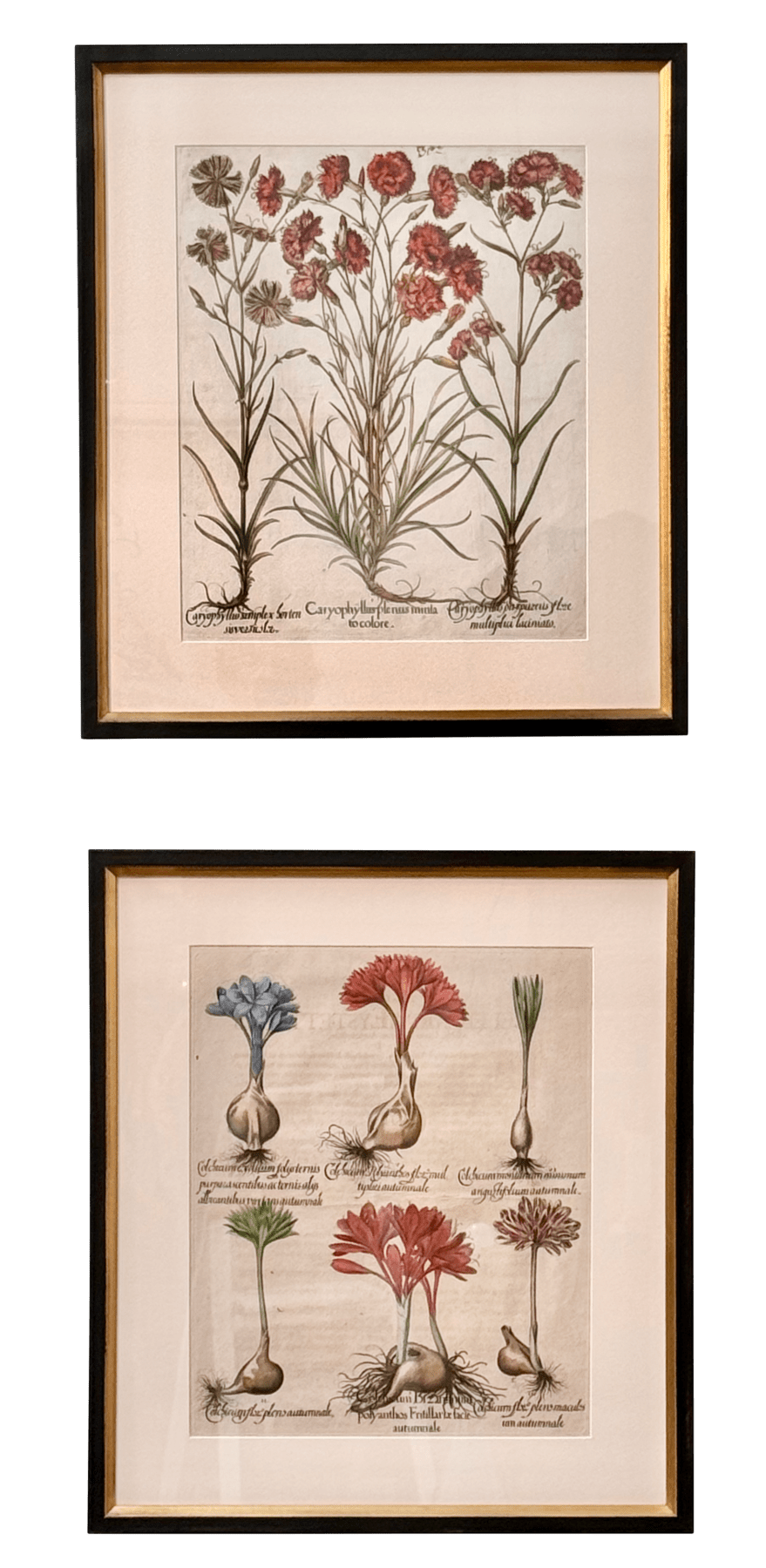 Pair of hand - colored 17th Century engravings by Basilius Besler - Helen Storey Antiques